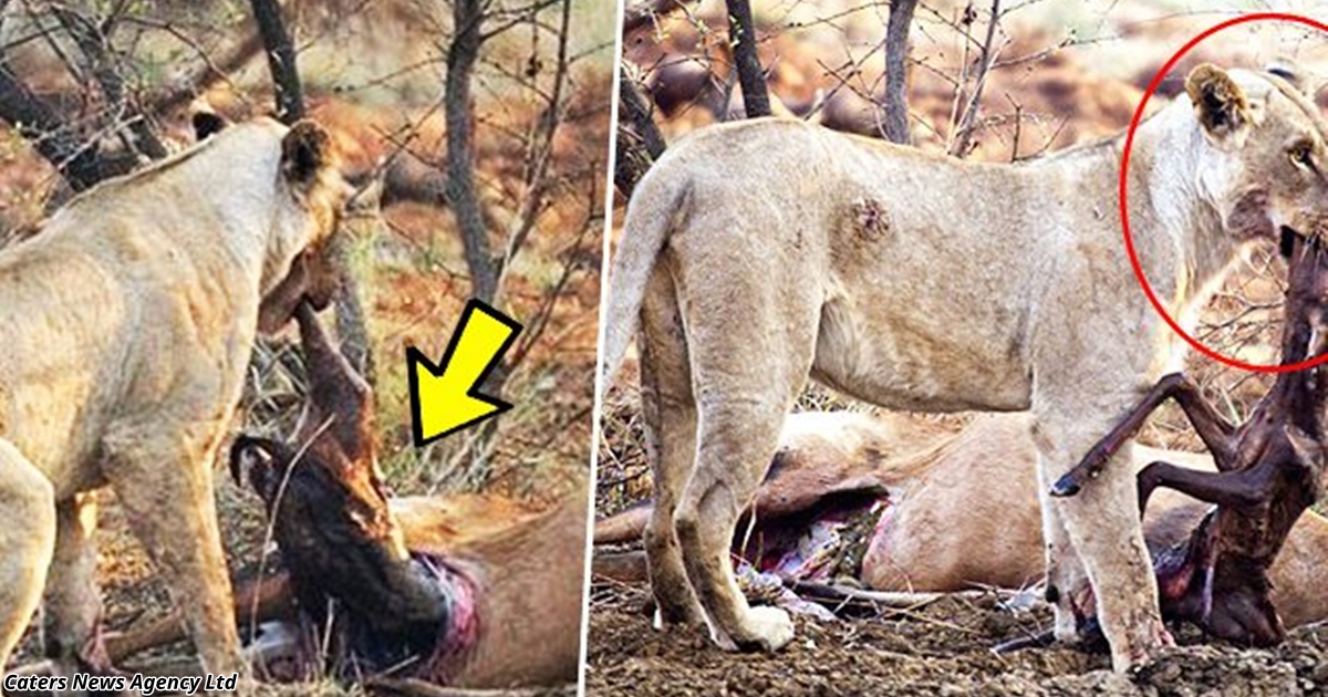 Львица ела жертву, но обнаружила, что та была беременной. Невероятная реакция! 