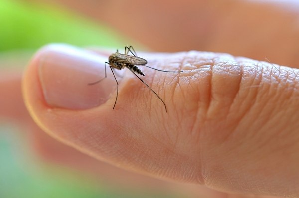 Вот почему вы притягиваете комаров, будто магнит