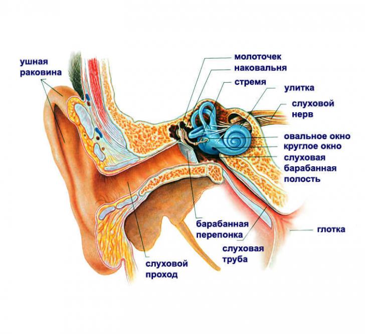 Точки, которые быстро избавят от боли в ухе