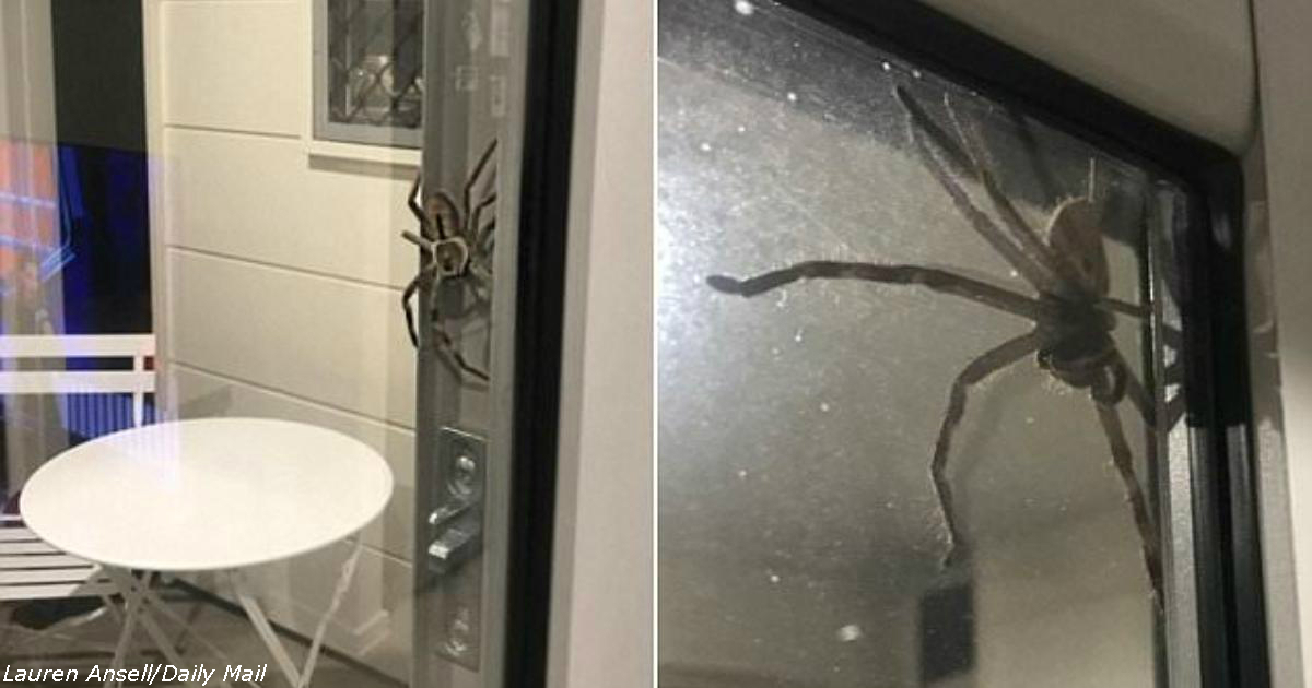 Огромный паук запер в доме перепуганную семью. А что бы делали вы? 