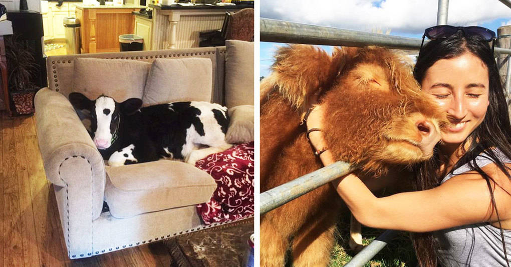 30 доказательств того, что коровы — это большие собаки