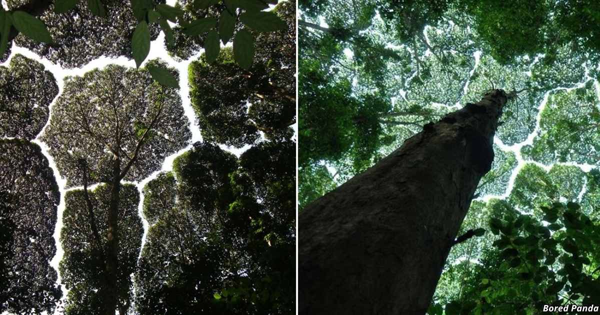 15 фоток уникального феномена, который доказывает, что у деревьев есть интеллект