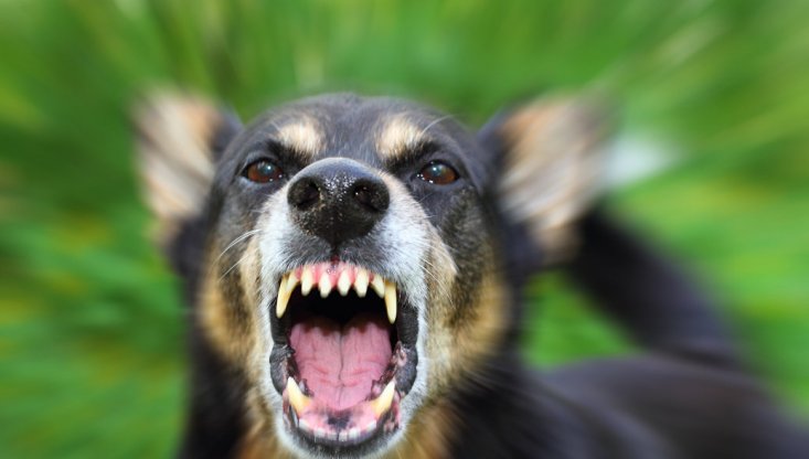 Сенсационное открытие ученых! Вот каким образом собаки распознают «плохих» людей, это все объясняет…