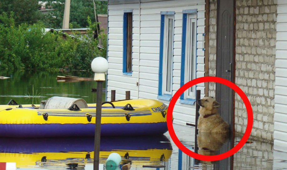Пёс  даже во время наводнения остался верен родному дому!