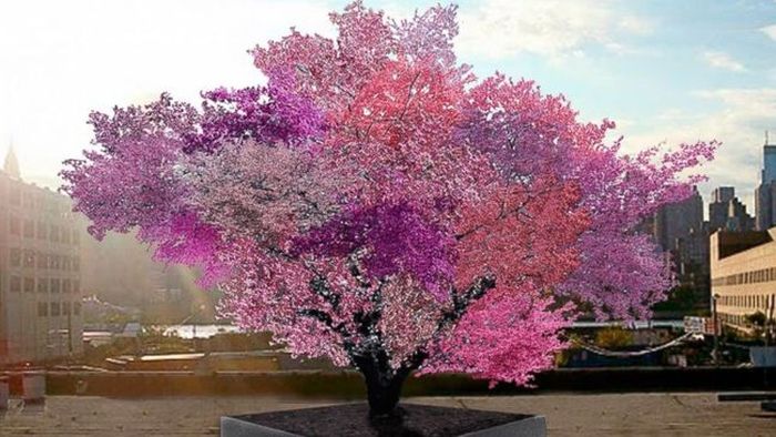 Дерево на котором растет 40 видов фруктов!