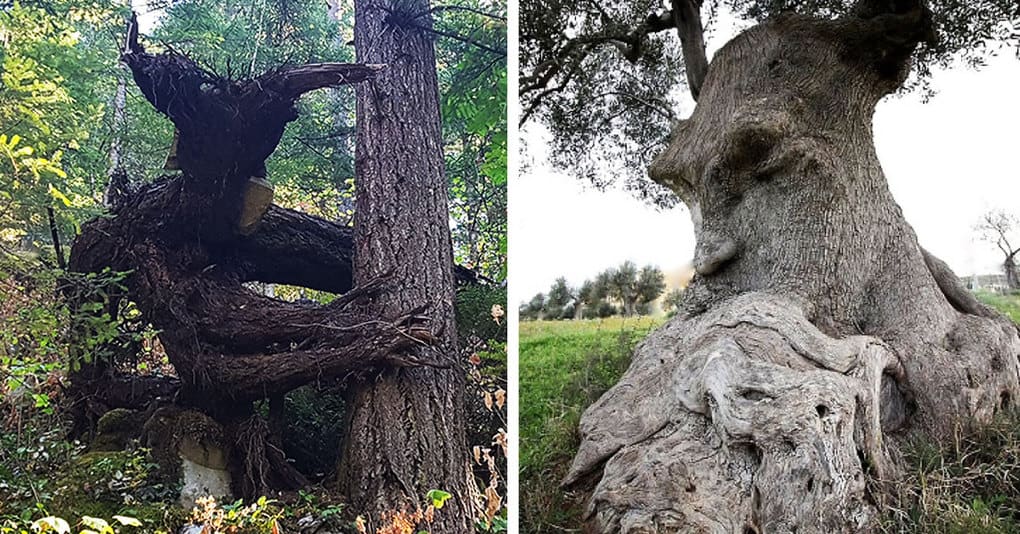 25 необычных деревьев, напоминающих что то другое, на которые вам придётся взглянуть дважды