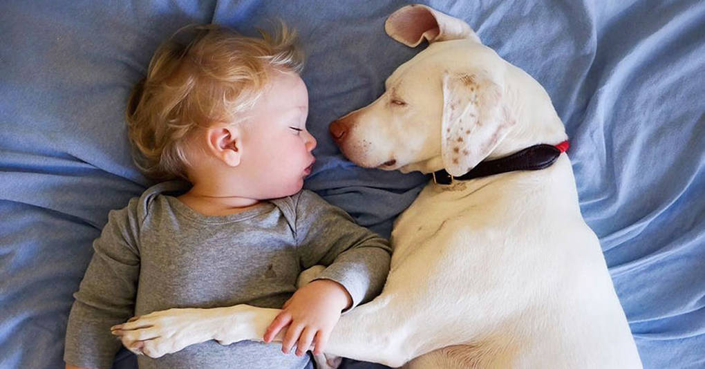 Собака с тяжёлым прошлым наконец нашла себе лучшего друга, и их фотографии заставят вас поверить в добро