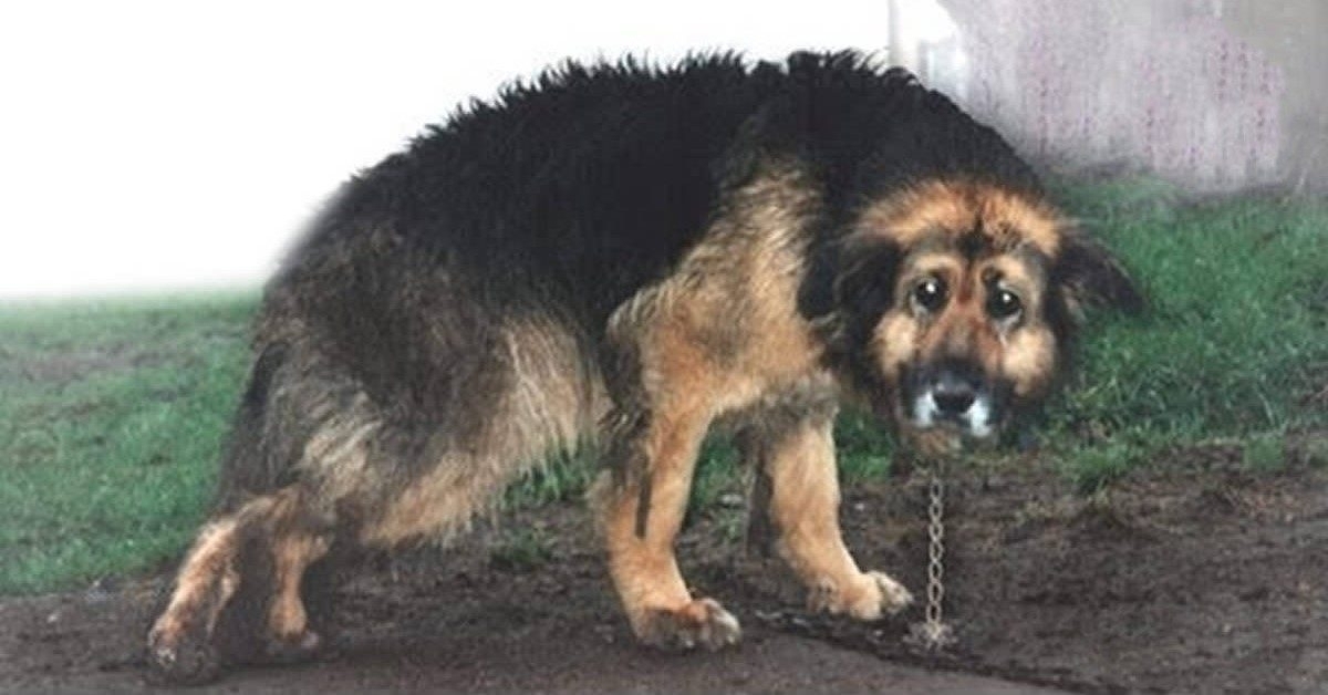 10 лет этот пес был на цепи. Увидев его взгляд, вы не сможете сдержать слезы!  