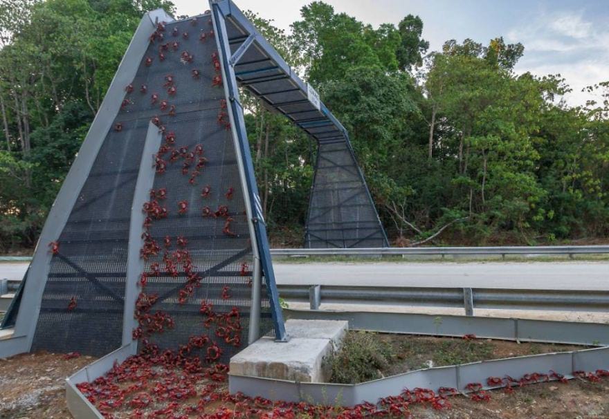 20 потрясающих мостов, которые спасают тысячи жизней ежегодно