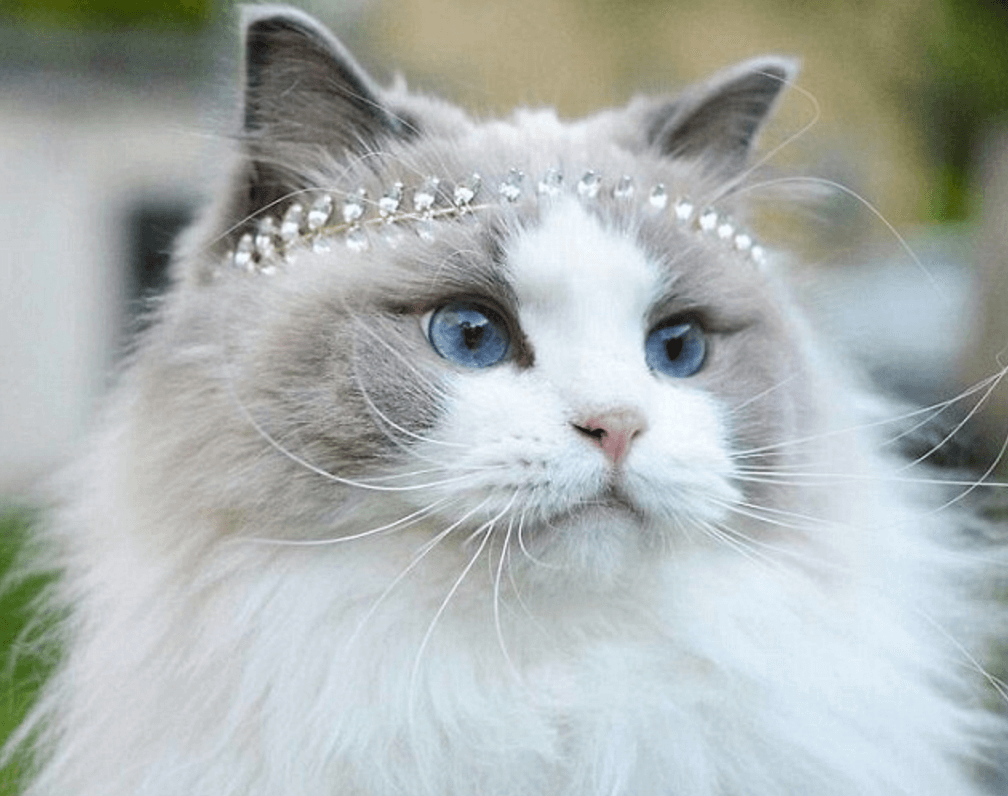 Эта кошка заняла первое место на конкурсе красоты. Таких красавиц мир еще не видел!