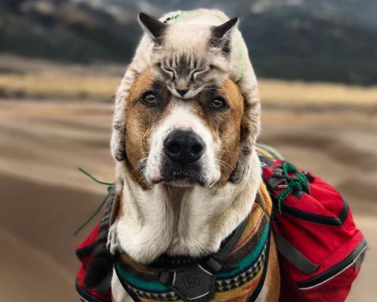 Очень крутые фотографии друзей-путешественников — пса и кота. И их хозяйки  