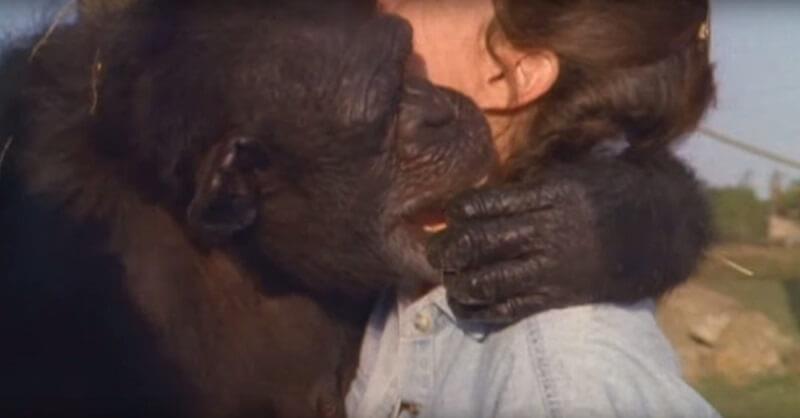 Шимпанзе не забыла, что сделала эта женщина. Спустя 18 лет они наконец встретились.