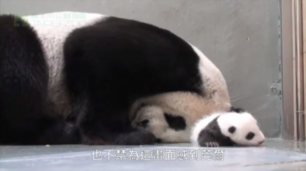Мама панда впервые видит своего малыша. Невероятно трогательное видео моментально разлетелось по интернету!