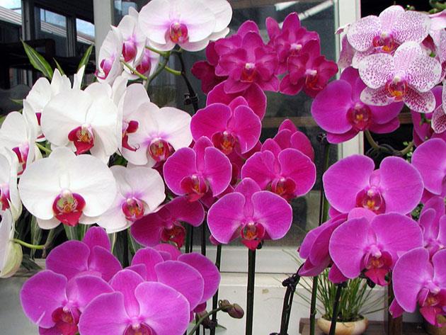 Магическое значение орхидеи в Вашем доме. Вы даже не представляете, что она может принести