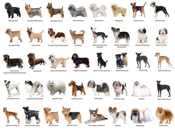 Тест. Какая порода собак вам подходит? 