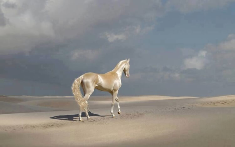 Ахал-Теке: одна из самых красивых лошадей в мире!