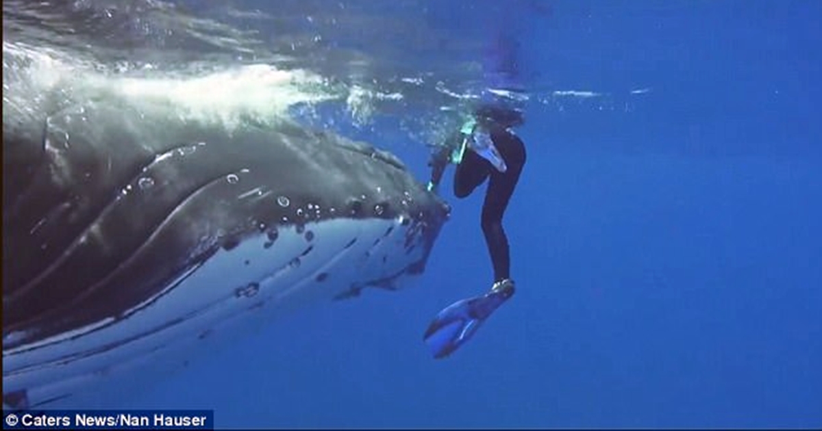 22 тонный кит спас дайвершу от акулы, спрятав её под плавником. Невероятное видео!