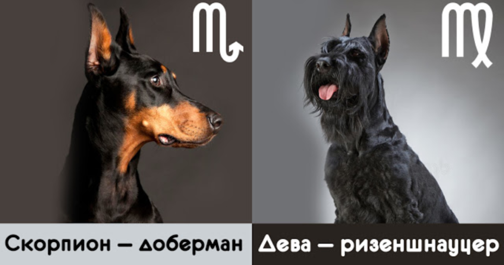 Ваш знак зодиака расскажет, с собакой какой породы вы больше всего похожи