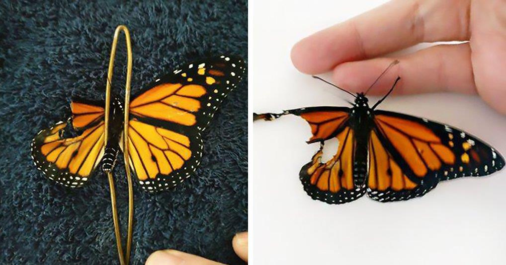Девушка-дизайнер решила спасти бабочку и...пришила ей новое крылышко