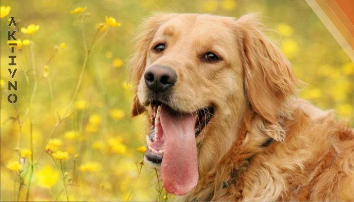 Кому Желтая Собака принесет счастье и удачу в наступающем году!