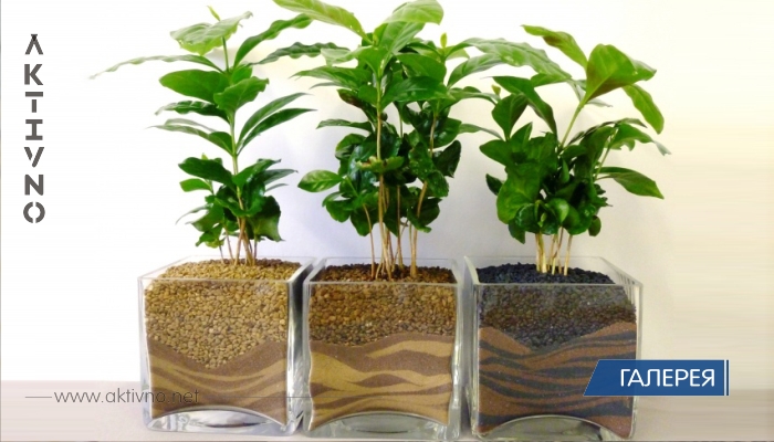 10 комнатных растений, которые помогут создать в вашем доме идеальный микроклимат