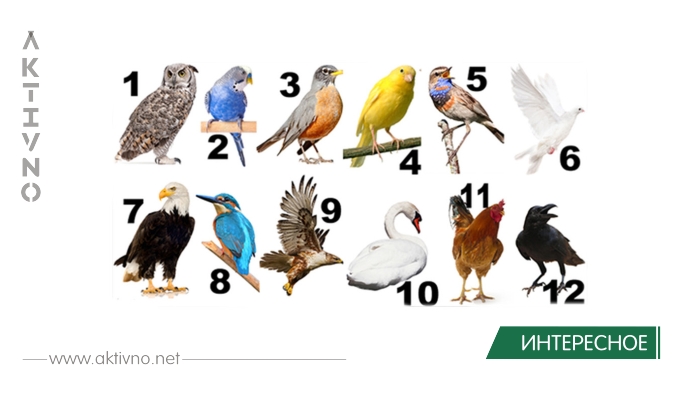 Какая птица - ваше второе «Я» по дате рождения? 