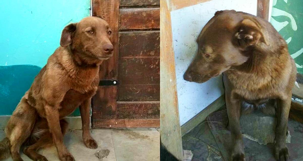 Собака 2 года страдала в приюте, а потом она встретила его...