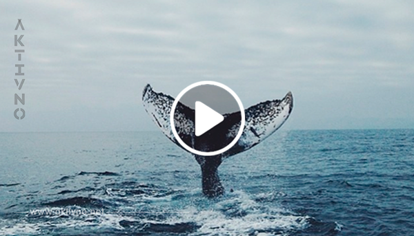 Человек обнаруживает кита и оказывается на пороге ужасающего открытия