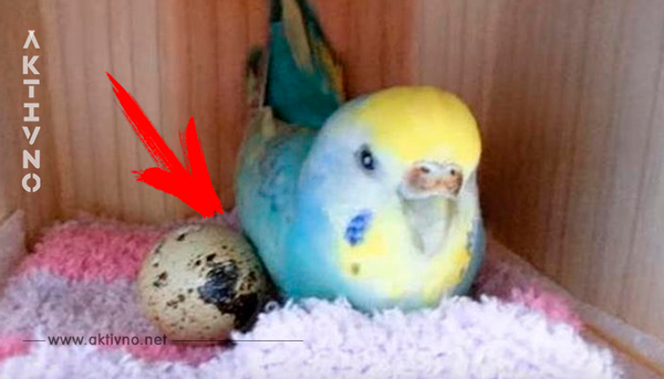 Девушка купила перепелиное яйцо в магазине и положила его в клетку к своему попугаю. Вот что вышло!