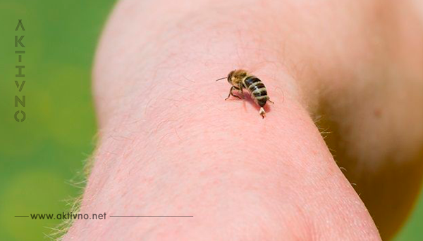 Если вас укусила пчела… Важно знать всем!
