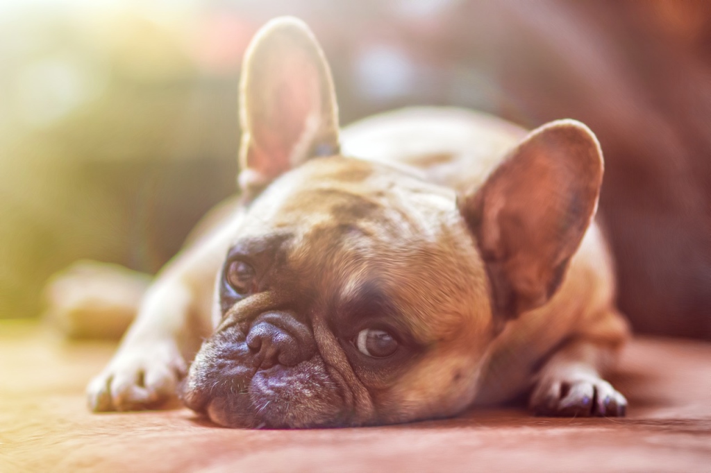 10 правил, которые помогут поддерживать здоровье вашей собаки!