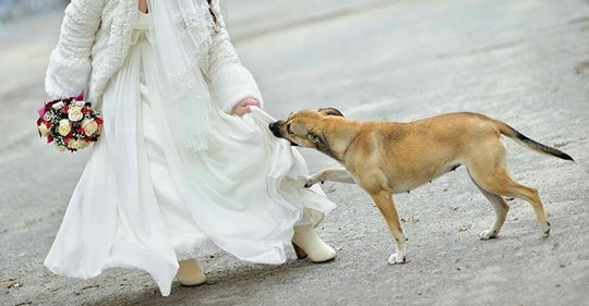 Никто на свадьбе не знал, что она скрывала под платьем, но собака вовремя поняла, что что-то не так 