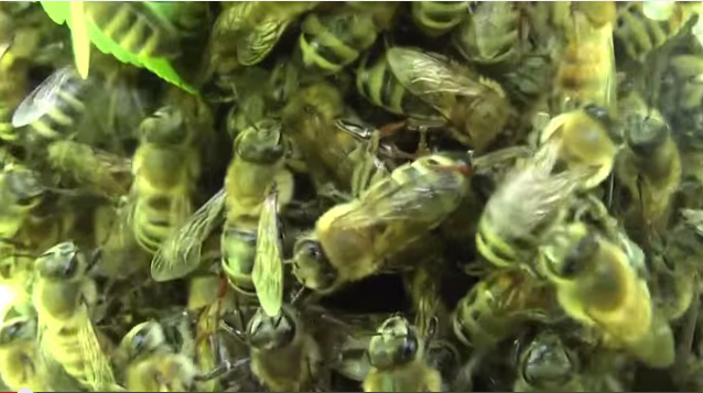 Откровение пчеловода: Медовый обман, узнаем правду