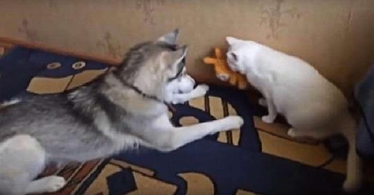 Хаски вежливо просит кота вернуть ему игрушку. Удивительное поведение собаки!