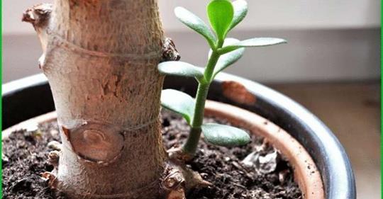 Вот как правильно посадить денежное дерево, чтобы в доме было благополучие!
