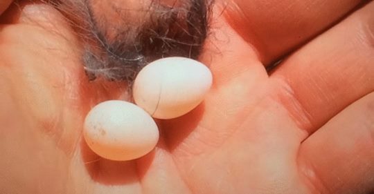 Мужчина нашел во дворе два крошечных яйца и решил дать птенцам шанс на жизнь