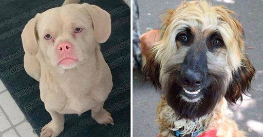 15 смешных собак, которые выглядят точь-в-точь как люди
