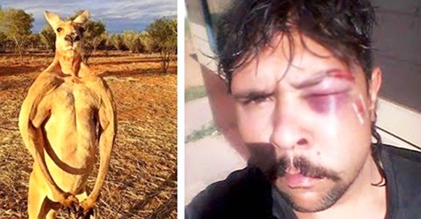 19 летнего охотника ударил кенгуру, спасая своих сородичей
