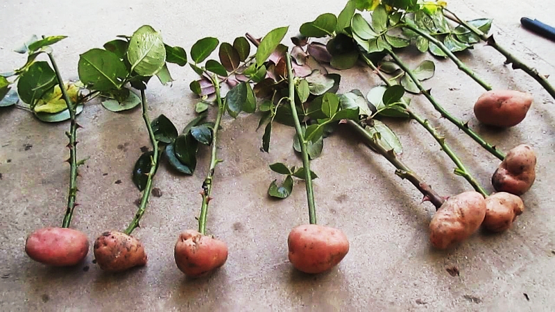 Простой способ укоренить розы с помощью картошки