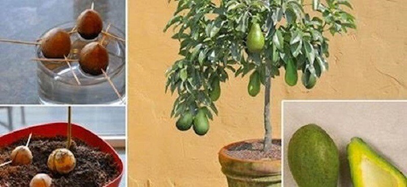 Можете больше не покупать авокадо в магазине. Вот как можно вырастить собственное дерево в небольшом горшке.