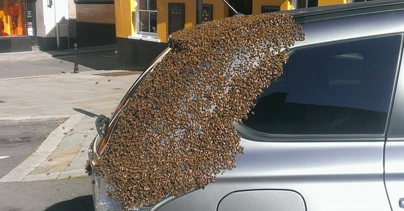 20000 пчел преследовали ее машину в течение 2 дней. Причина скрывалась в багажнике.