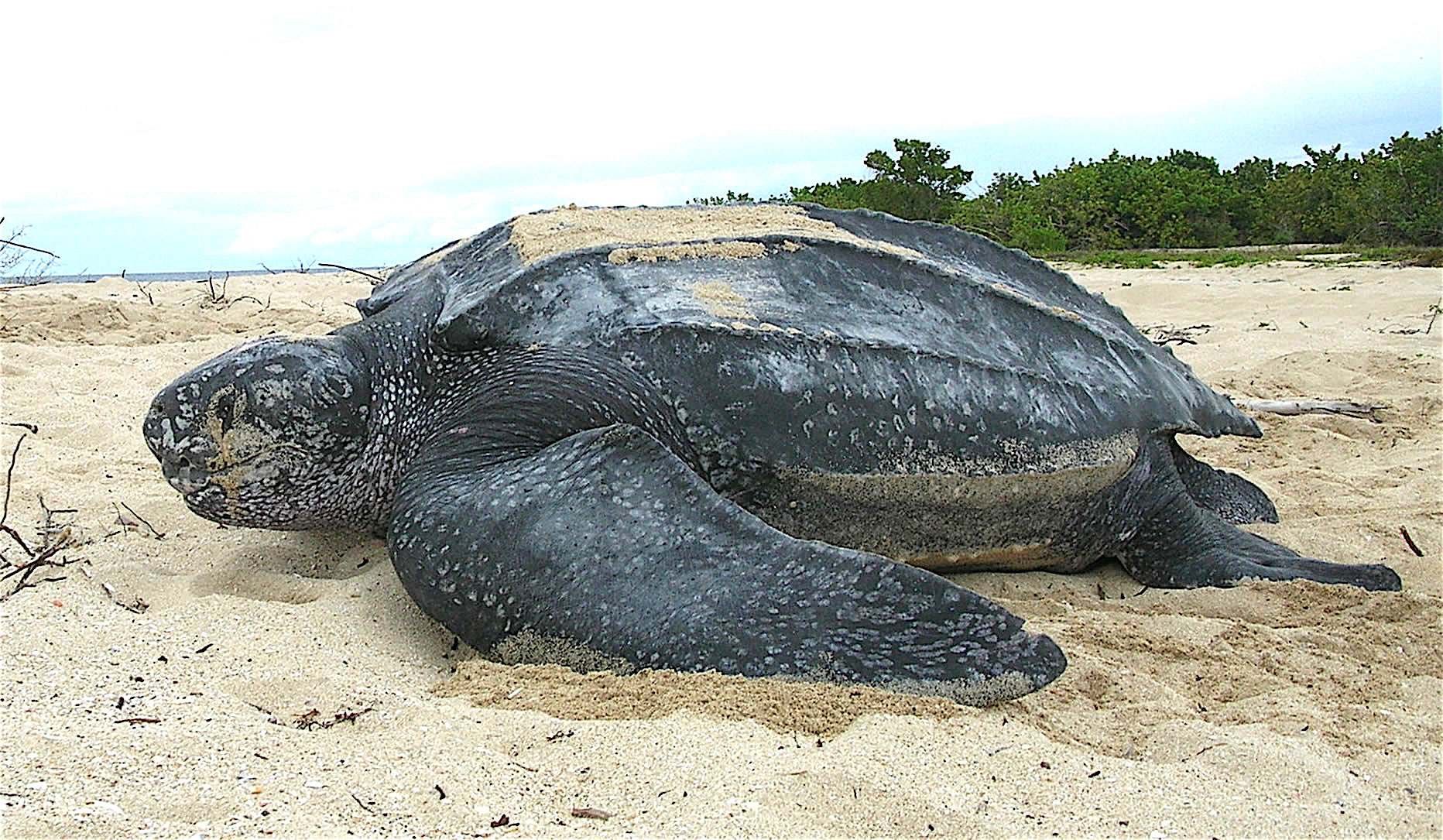 Самую большую черепаху на свете выпустили в море. Видео