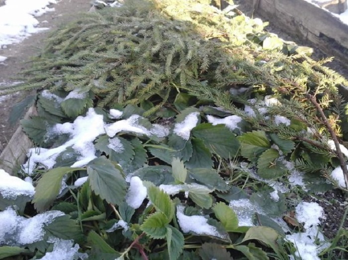 Зима на пороге: соседка провела эксперимент и рассказала мне, нужно ли укрывать клубнику на зиму