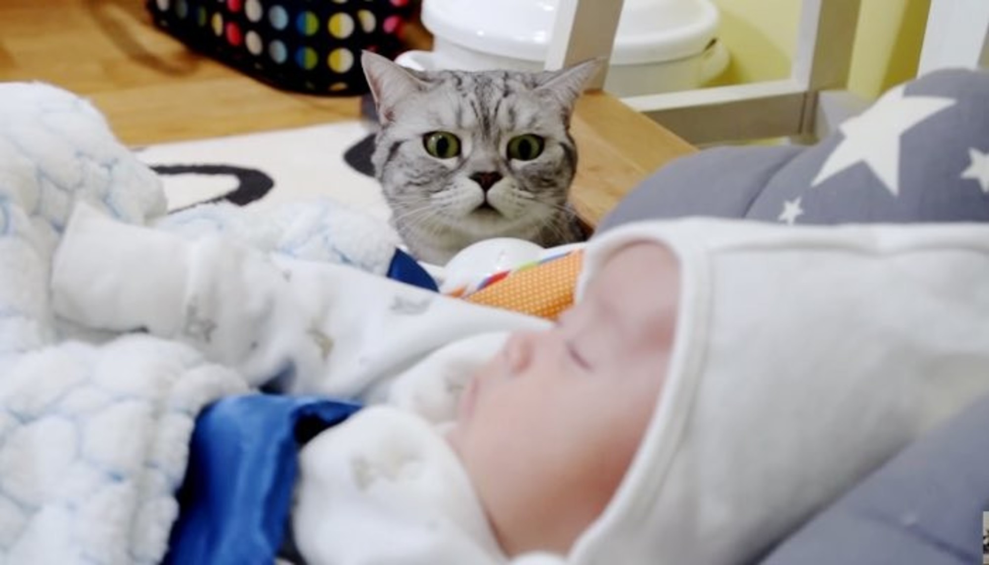 Хозяйка показала котам новорожденного ребенка, их реакция ЭТО НЕЧТО!