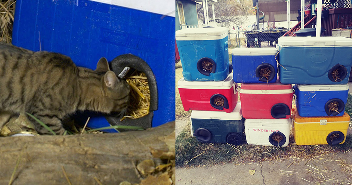 Мужик делает зимние приюты для бездомных кошек из выброшенных кулеров