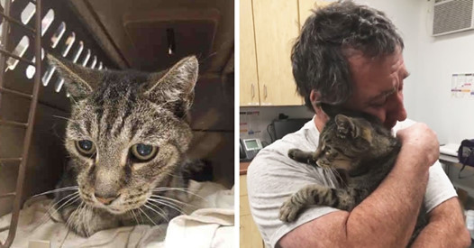 Мужчина год безуспешно искал своего кота. Они встретились через 7 лет, и слёз вам будет не сдержать