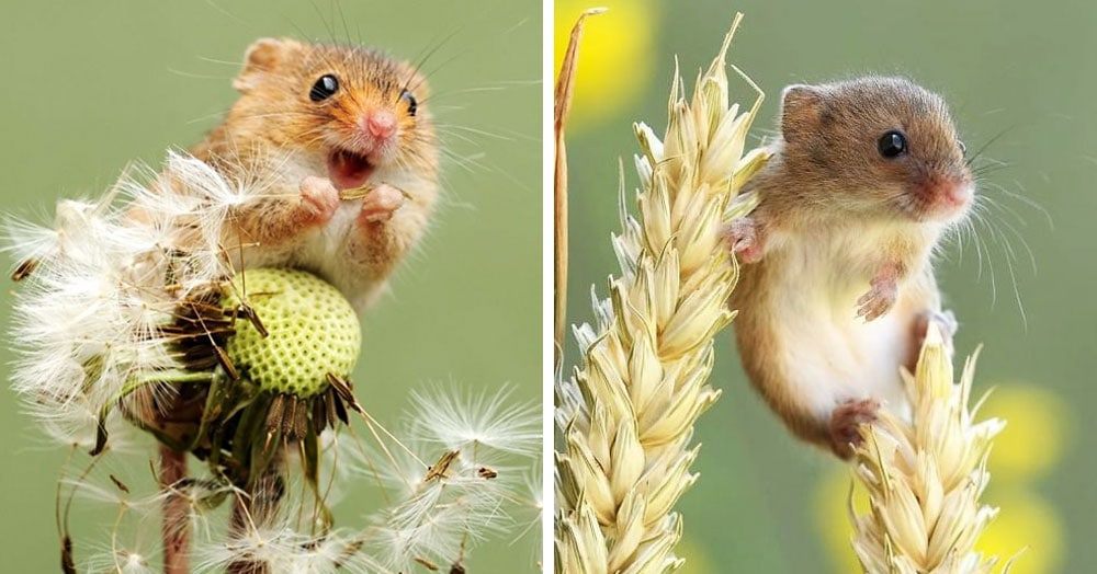 Британец настолько круто фотографирует мышей, что их полюбят даже те, кто всегда боялся