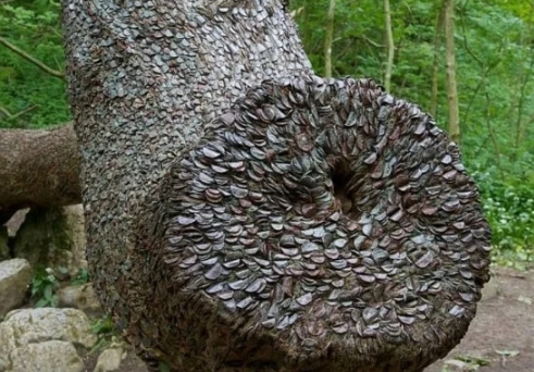 Необычное дерево полное монет было обнаружено в Английских лесах