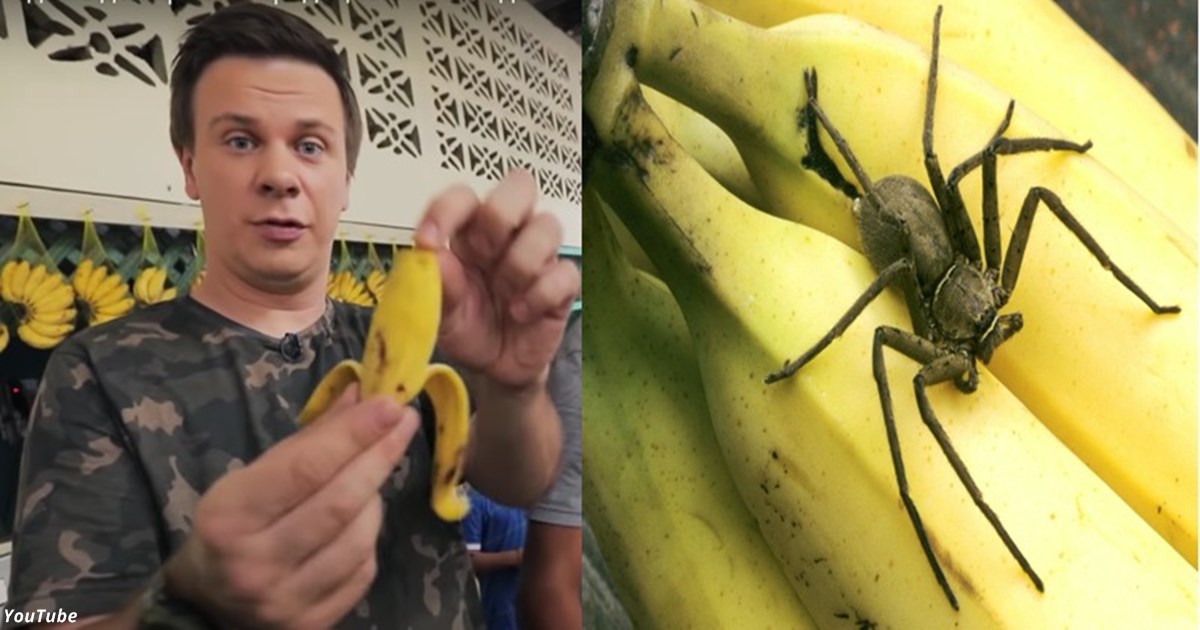 «Бразильский банан может стать последним в жизни»: Комаров предупредил украинцев