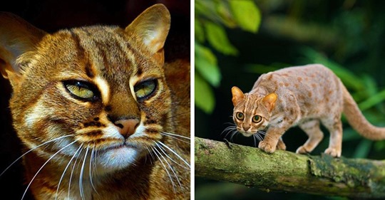 12 фото загадочных ржавых кошек (они правда так называются) — самых маленьких диких котов в природе